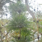 Nastus borbonicus Calumet Poaceae Endémique La Réunion 13-1.jpeg